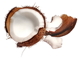 coconut fruit HD wallpaper
