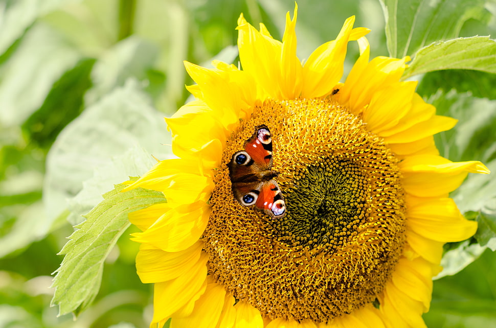 Peacock Butterfly perched on sunflower closeup photography HD wallpaper