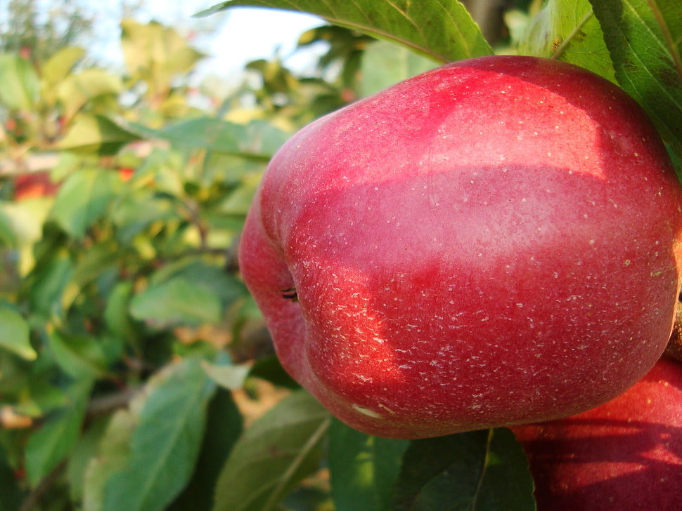 red apple fruit, apples, fruit HD wallpaper