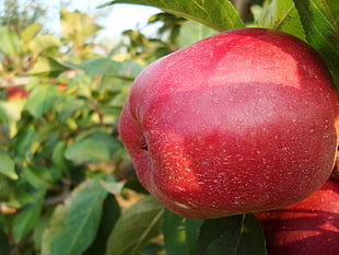 red apple fruit, apples, fruit