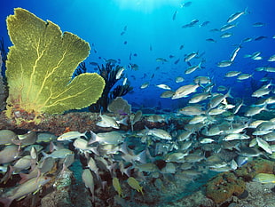 school of fish, underwater, fish, coral HD wallpaper