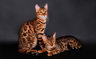 two Tortoiseshell cats photo