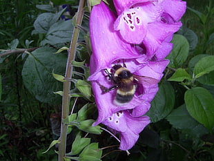 brown and black honey bee on purple petaled flower
