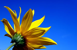 sunflower during daytime