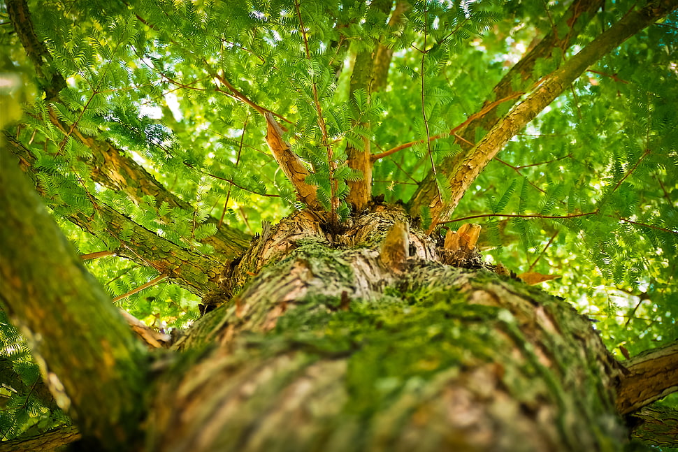low angle photography of tree during daytime HD wallpaper
