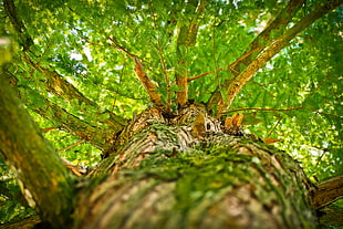 low angle photography of tree during daytime
