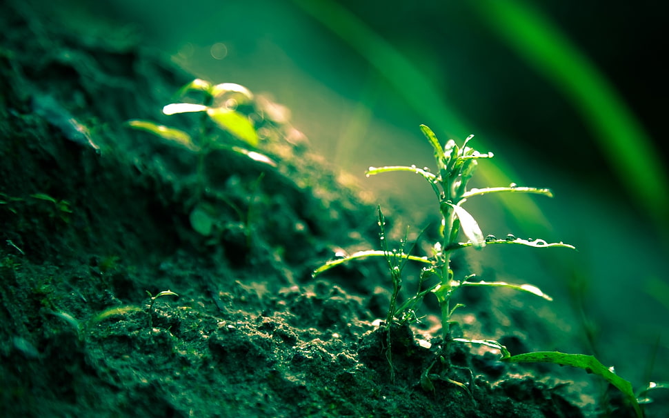 green plant selective focus photography HD wallpaper