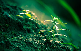 green plant selective focus photography