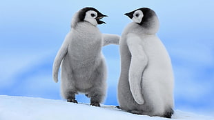 two baby penguins, penguins, animals