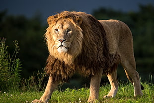 wildlife photography of lion HD wallpaper