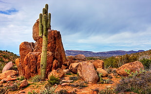 green potted cactus in front of brown rock formation