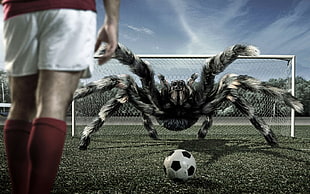 spider at soccer goal digital wallpaper, sports