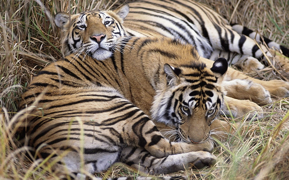 two orange reddish tigers together on green grass HD wallpaper