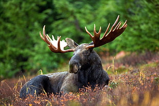 black and brown moose on brown grass HD wallpaper