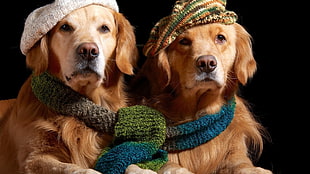 two adult golden retrievers, animals, dog, golden retrievers, scarf HD wallpaper