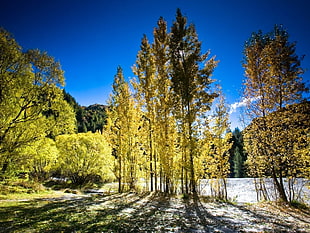 forest near body of water and mountian
