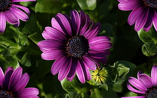 macro shot photography of purple flower HD wallpaper