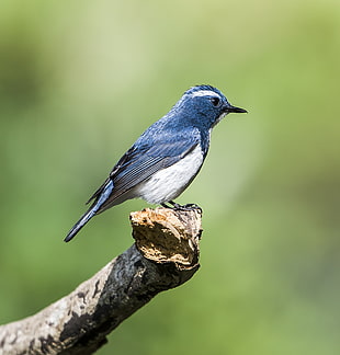 shallow focus photo of a blue and white bird standing on a tree branch
