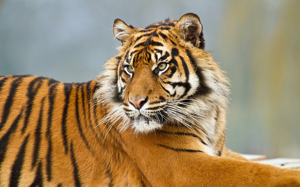 wildlife and selective focus photography of tiger HD wallpaper