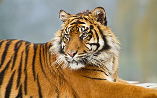 wildlife and selective focus photography of tiger