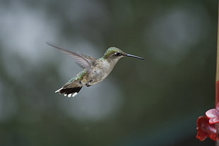 gray hummingbird hovering timelapse photography HD wallpaper