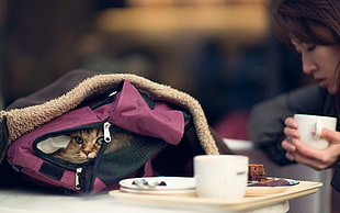 purple and black pet bag, Asian, cat, cup, bag