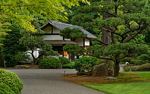green leafed trees, Japan, house, urban, trees