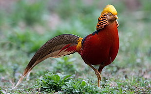 red and yellow bird on green grass during daytime