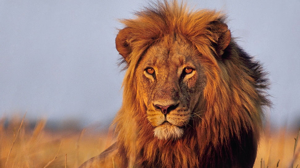 male lion, animals, lion, big cats HD wallpaper
