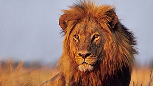 male lion, animals, lion, big cats
