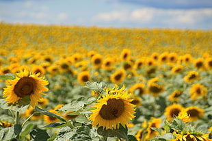 selective focus of sunflower field