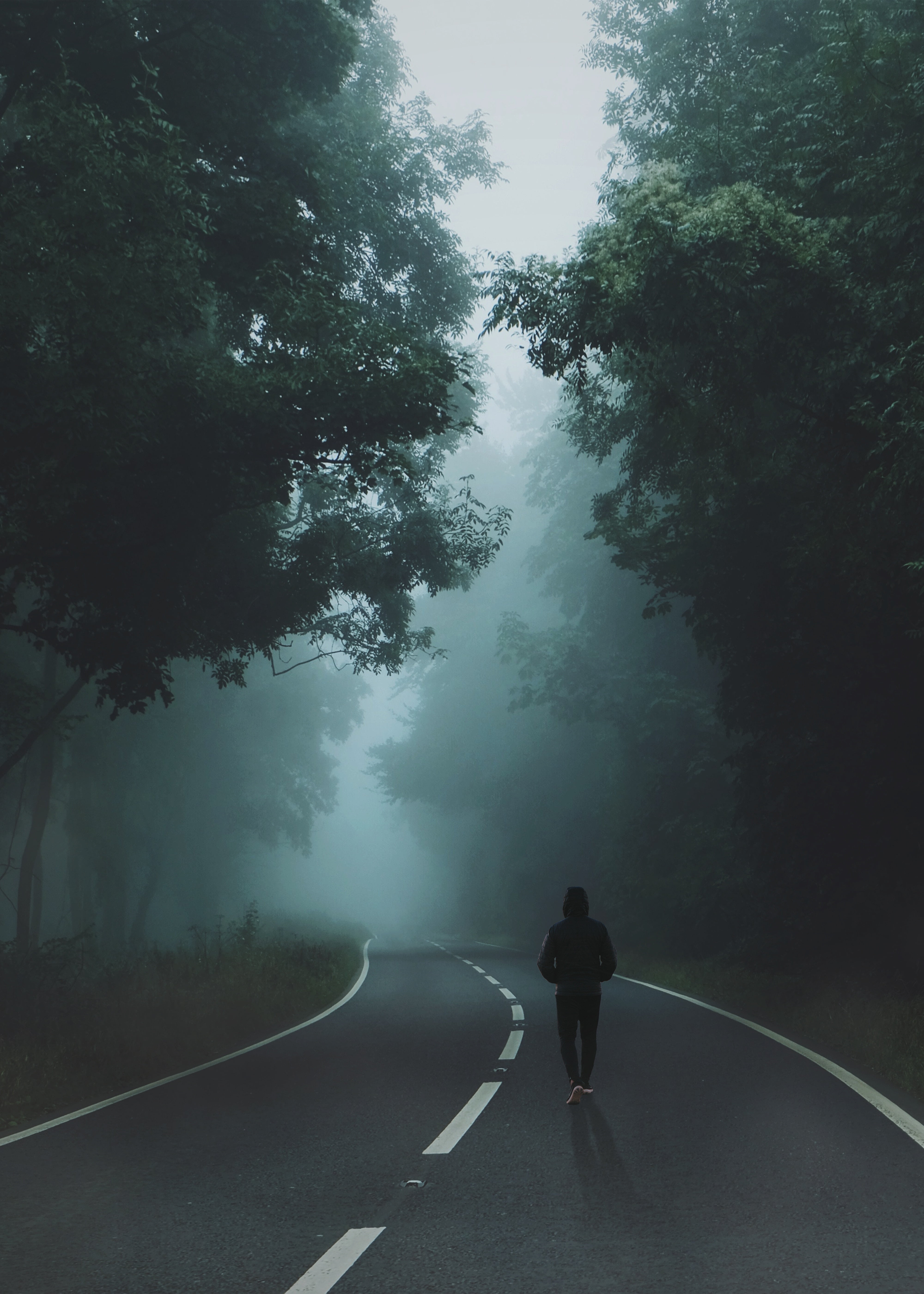 black paved road, mist, road, forest, landscape