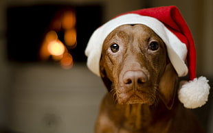 brown short-coated dog wearing red Christmas hat