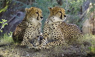 two Cheetahs HD wallpaper