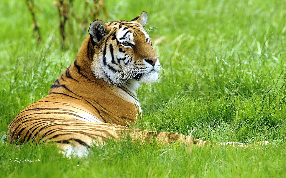 brown and white Tiger lying on green grass HD wallpaper