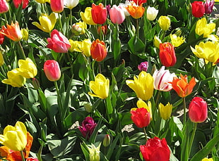 field yellow, white, red, and orange flowers during daytime
