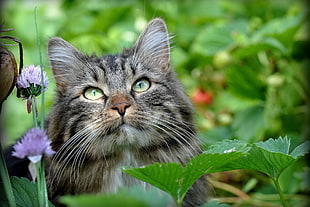 persian cat on green grass
