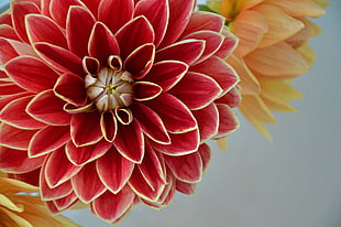 red and yellow petaled flowers in close up photography