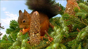 brown squire l, animals, squirrel, cones, conifer HD wallpaper