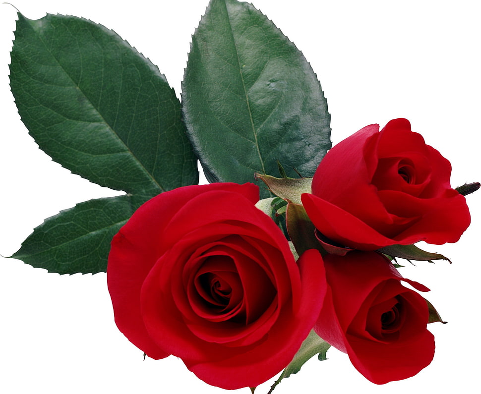 three red roses HD wallpaper