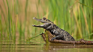 crocodile hatchling, swamp, reptiles, animals HD wallpaper
