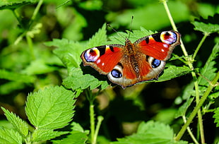 selective focus photography of red butterfly