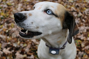 large short-coated white and tan dog, dog, animals, blue eyes, closeup