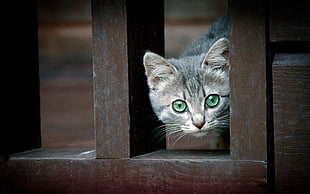 closeup photo gray tabby cat