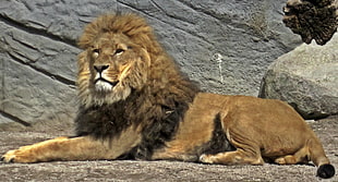 closeup photo of brown lion, hamburg, germany