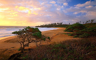 landscape of seashore during dusk HD wallpaper