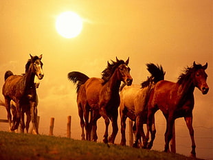 four brown horses running near brown fence during golden hour