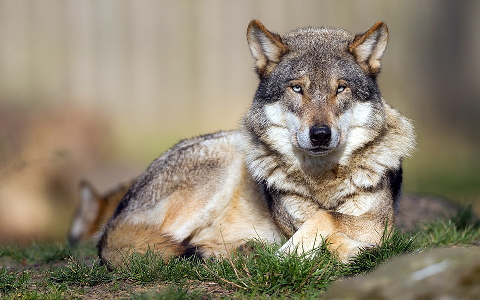 shallow focus photography of wolf, wolf, animals, nature HD wallpaper