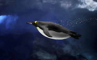 black and white penguin, underwater, penguins, birds