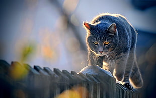 focus photo of gray Tabby cat during daytime